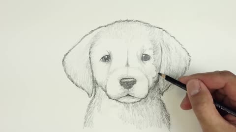 How To Draw a DOG | GOLDEN LAB PUPPY | Sketch Saturday