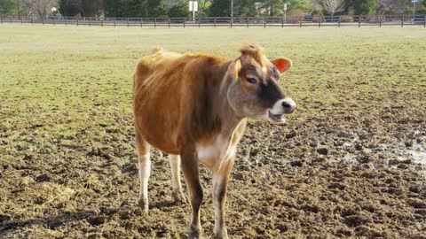 Baby Cow Looking at Camera