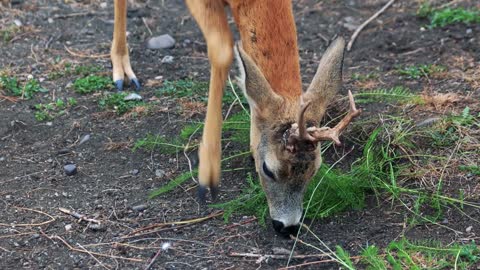Young brown deer eating grass at the zoo. Wild animal outdoor. Deer farming business
