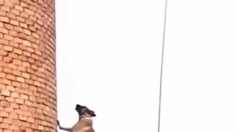 Belgian malinois - Jump | Dog Training