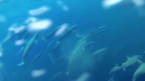Awesome Spinner Dolphins filmed leaping by Spydolphin