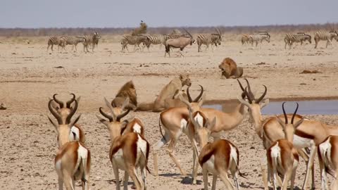 Waterhole action at athosa namibia