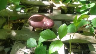 Growing Wine Cap Mushrooms in Wood Chip Mulch