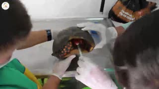 Video: Rescatan a una tortuga a la que le arrancaron una extremidad, en Santander