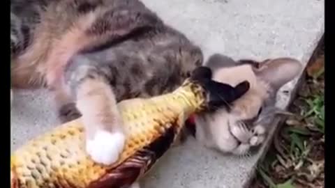 Cat vs toy Funny compilation Video 2021