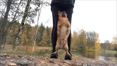 Dog Shows Off Array Of Tricks In Impressive Compilation