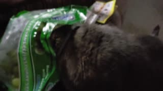 Silly cat eating grapes