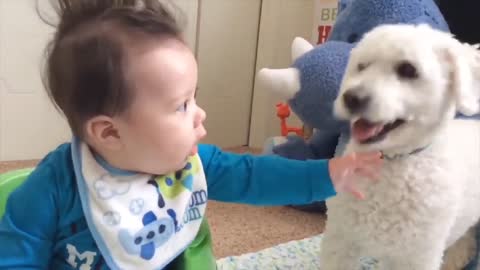 Baby boy playing with funny dog ll cut and funny baby