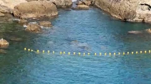 Livestream 2 from Taiji day 2 Japan a large pod of bottlenose dolphins were driven into the cove