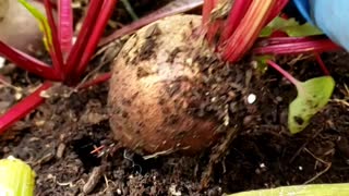 Quick Garden Harvest | Potatoes & Beet