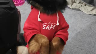 German Shepherd pup does the cutest trick to win a treat