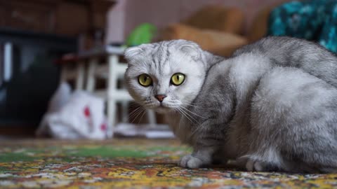 Confused cat looks so cute
