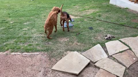 Our Bloodhound and Golden Doodle pups are best buddies at play