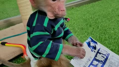 Little monkey eats delicious snacks