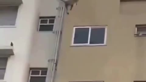 Funny monkeys use the electricity cable as teleferic