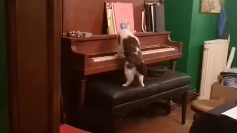 Artist cat