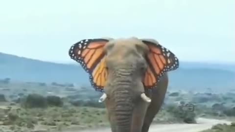 Butterfly Elephant