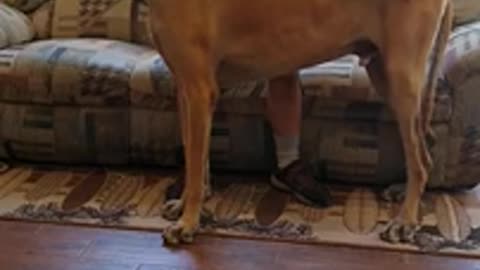 Part 2 of comparing to the 2009 world's tallest dog