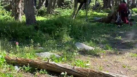 Bull Moose Trot through Campsite
