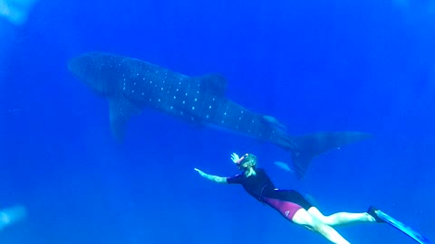 Diver swims dangerously near shark.