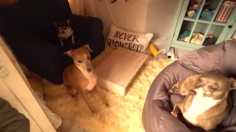 How to make tiny living room for dog
