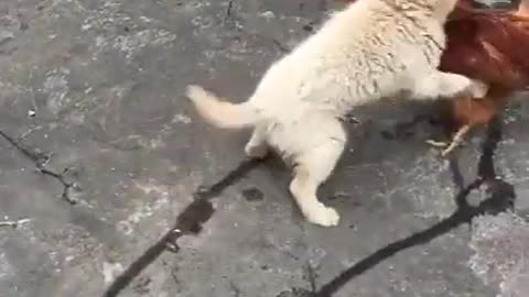 Chicken VS Dog Fight - Funny Dog Fight hard