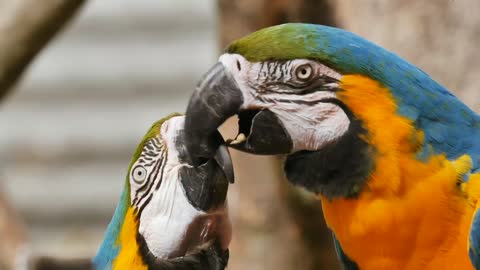 Amazing couple parrot kissing