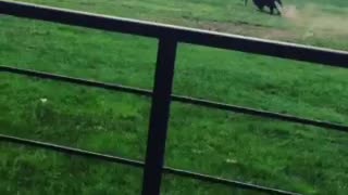 Guy on field chased by buffalo