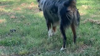 Squirrel Dog Up A Tree