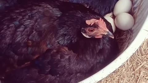A hen hatches a baby from an egg