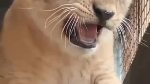 Cutest Lion Roar