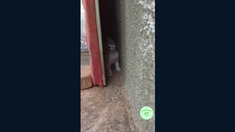 😻 Shy but courius little kitten 😻 makes the heart melt