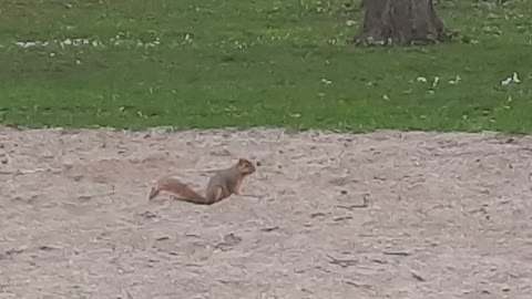 Park Squirrel Digging in Volleyball Court