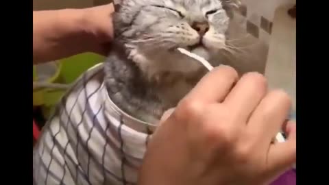 Funny cats life🤣 don’t try to hold back laughter