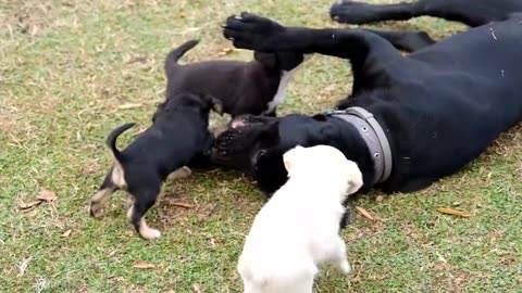 The mother dog bites the bone and plays with the puppies Full HD