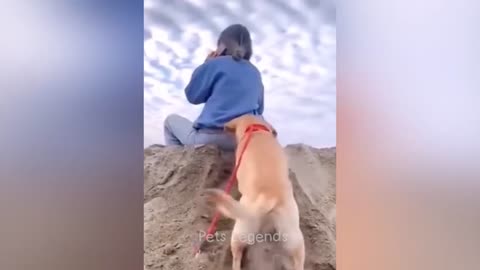 Funniest Animals, Funny Cats and Dogs Videos