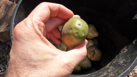 Planting green potatoes from previous harvest