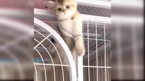 Kitten coming out of the cage.