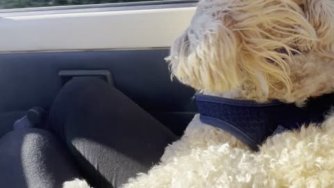Cute Dog Enjoys Car Ride