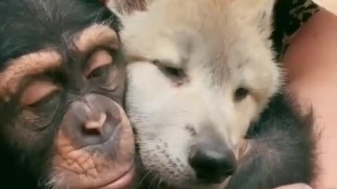 Orangutan dad touches dog son again