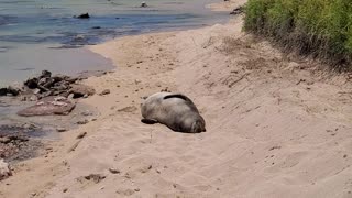 Beach nap