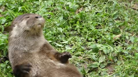 Brazilian Fauna Otter Exotic Animal!