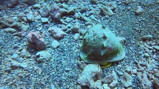 Scuba at Milolii Hawaii! 🤙🤙