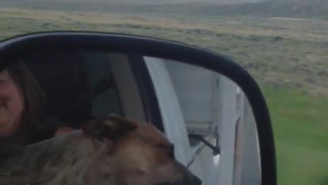 Dog trying to bite air in while sticking head out window