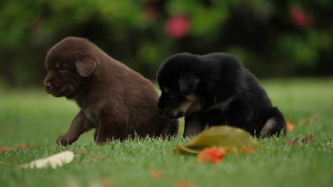 Watch how this dog plays in the garden