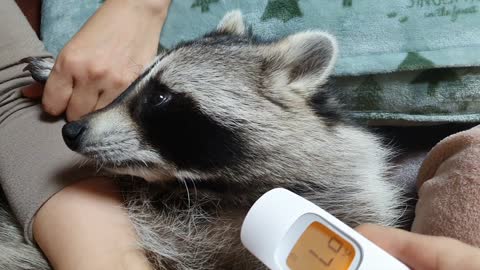 Raccoon measures body temperature daily with a contactless thermometer to prevent Corona 19.