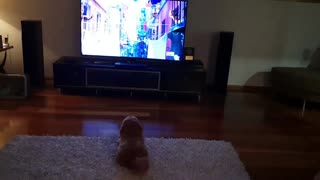 Movie-loving pup excitedly watches animated film