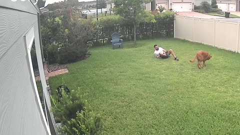 Blindfolded Dog Brings Down Owner