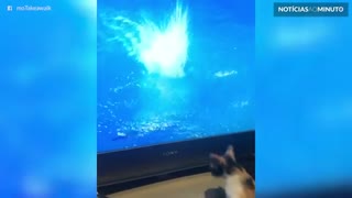 Gatinho tenta pegar mergulhadora na televisão