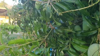 Growing big mango in Thailand plenty of water